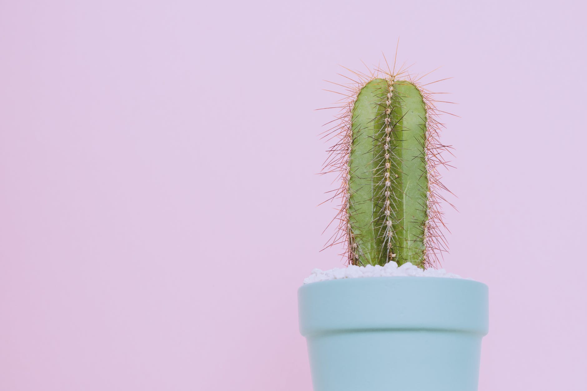 Cactus plant sat in pale blue pot with pink background