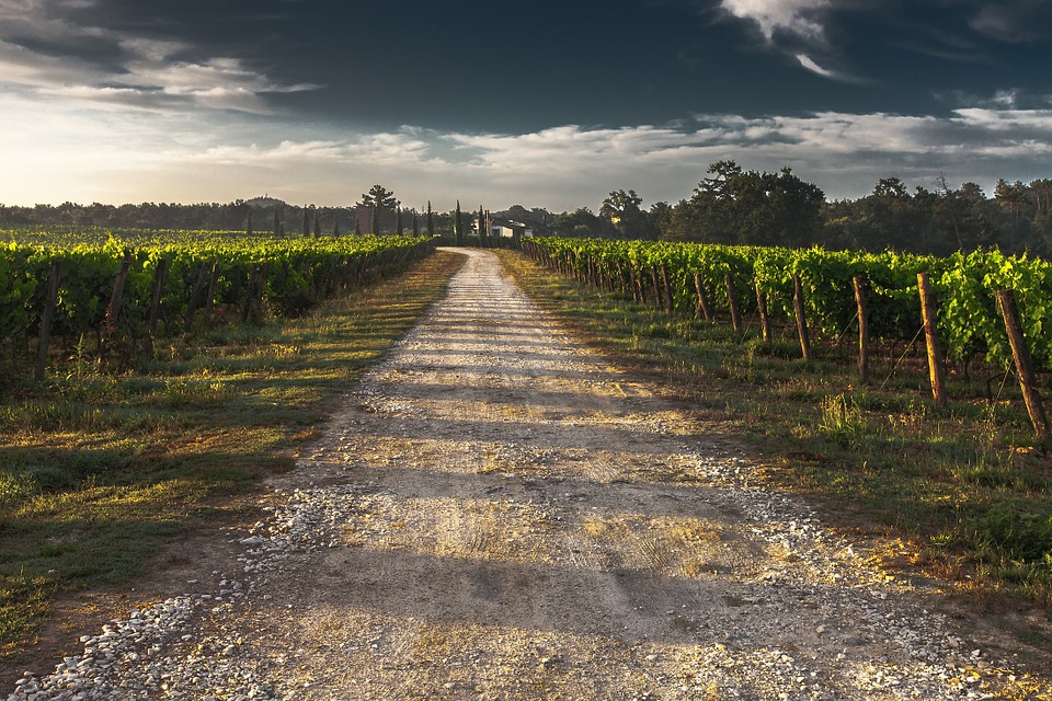 Vineyard in the countryside